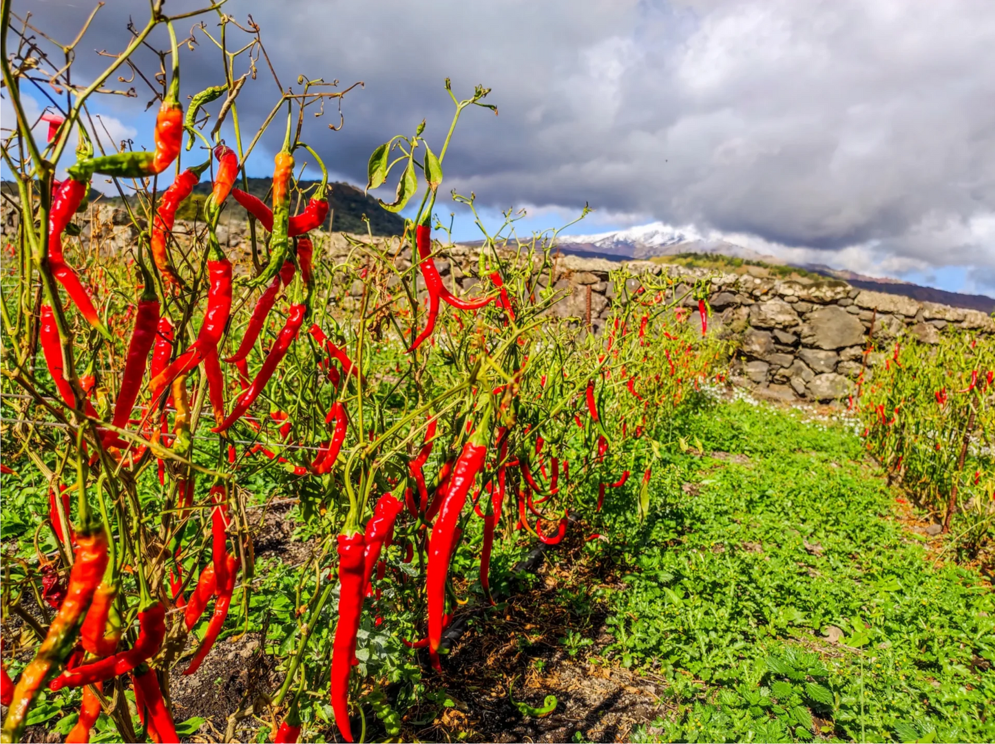 Peperoncino