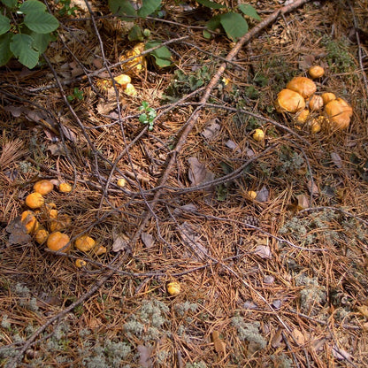 Getrocknete Pfifferlinge