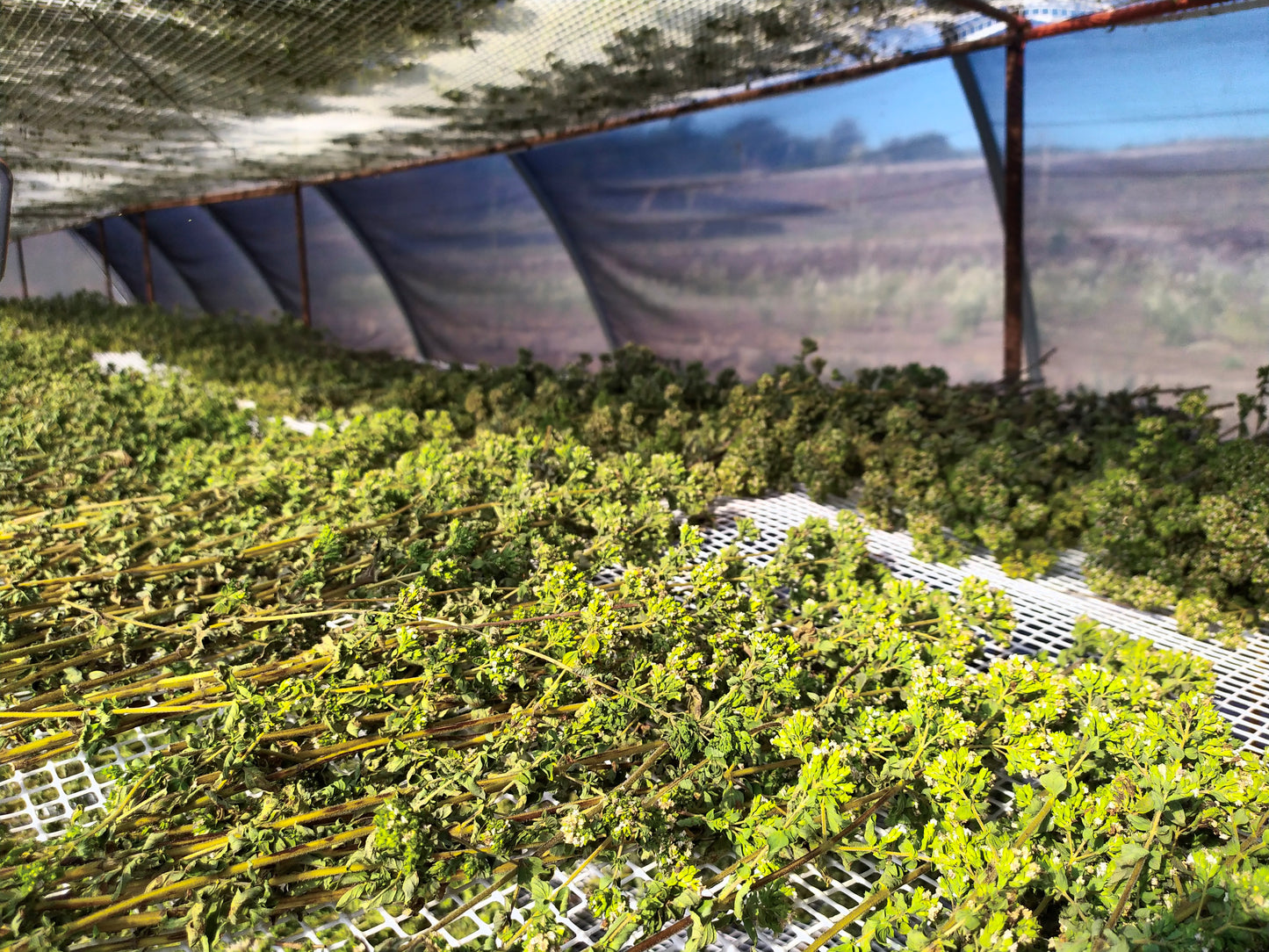 Oregano gerebelt