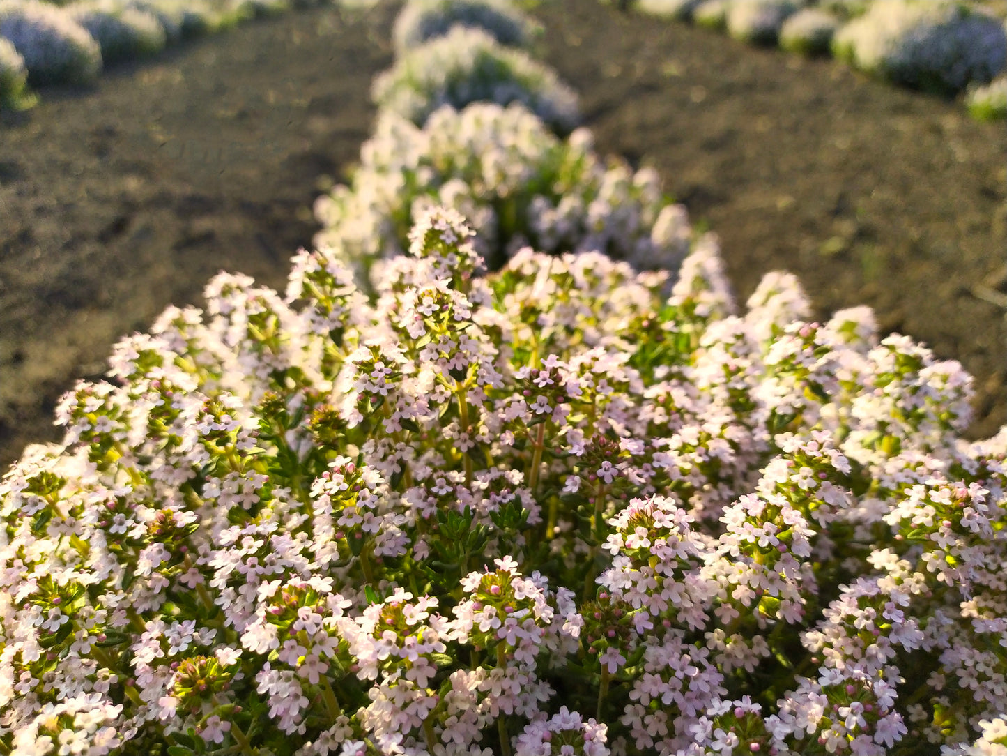 Thymian gerebelt