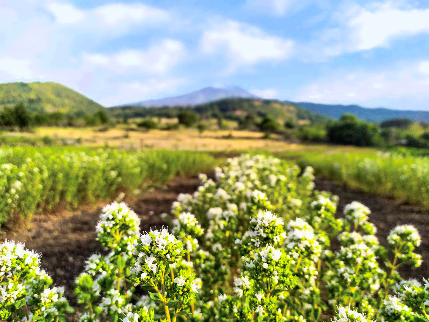 Oregano gerebelt